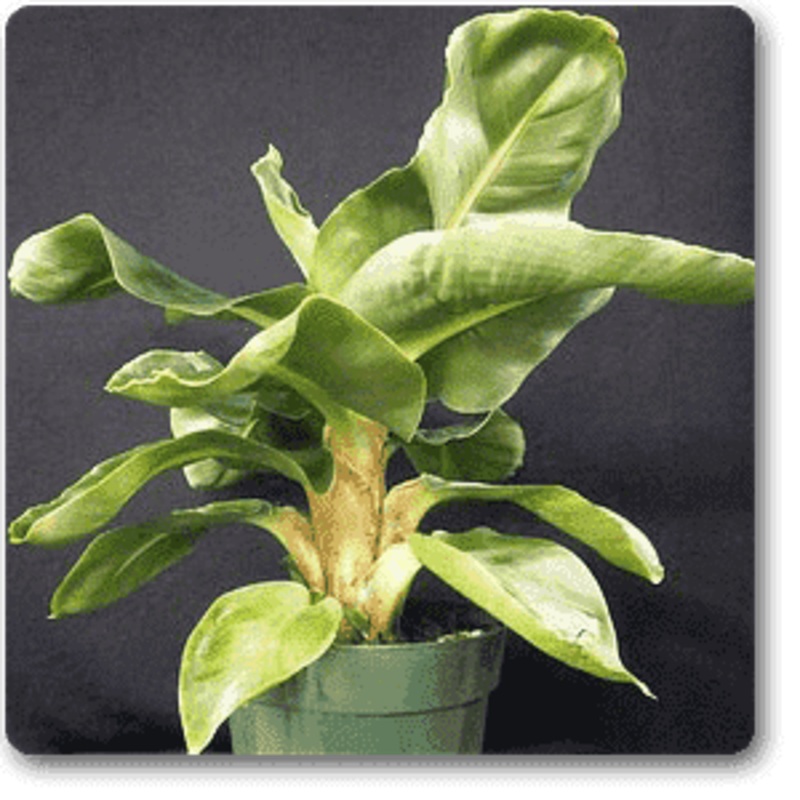 Musa ornata – Plant