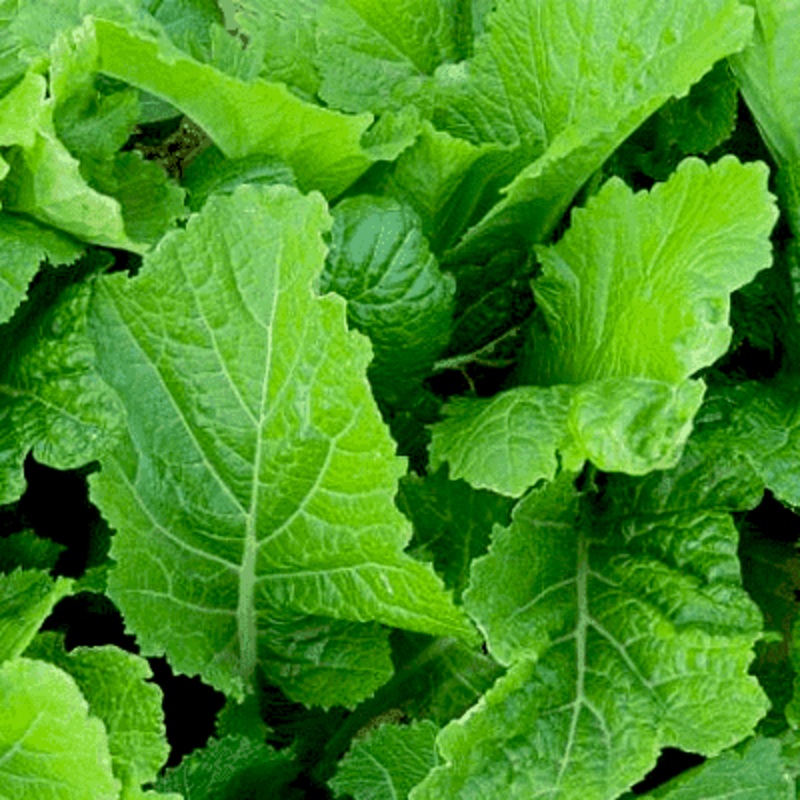 Mustard Florida Broadleaf – Vegetable Seeds