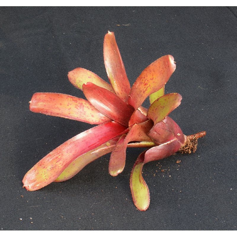 Neoregelia Amazon