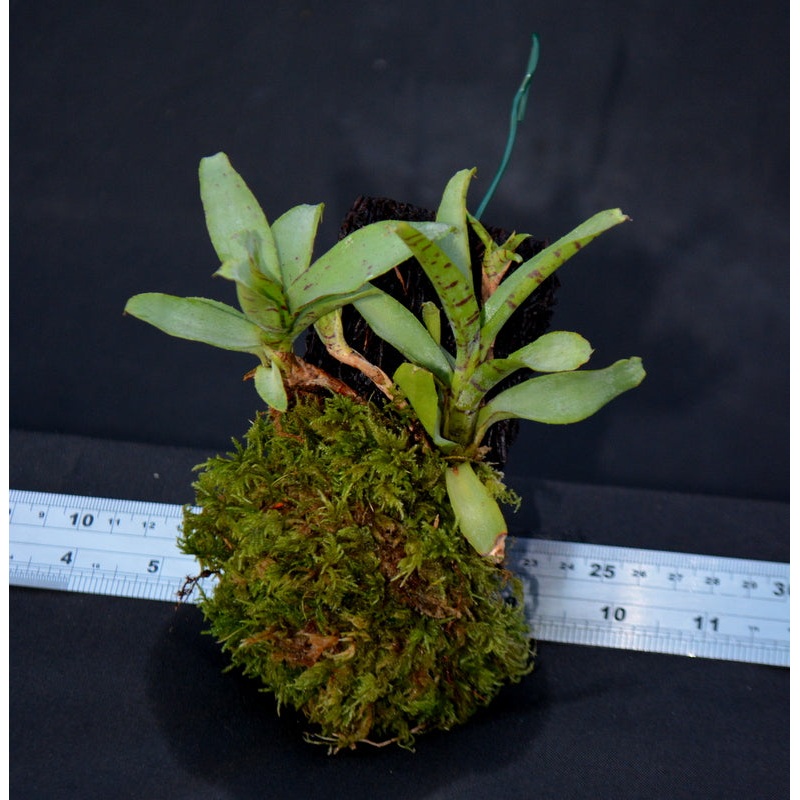 Neoregelia lilliputiana Mounted on Tree fern bark