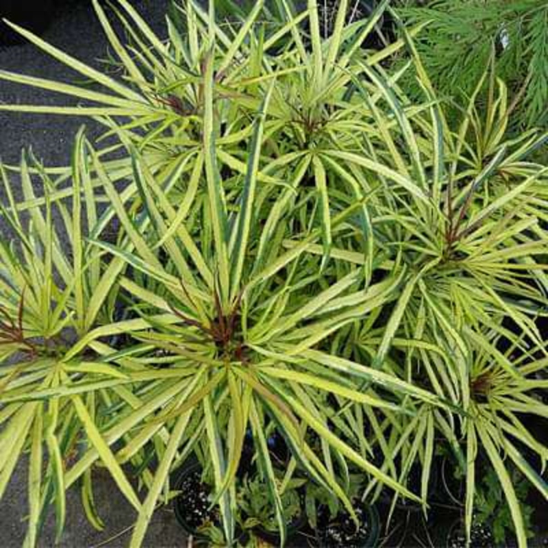 Osmoxylon lineare aureum – Plant