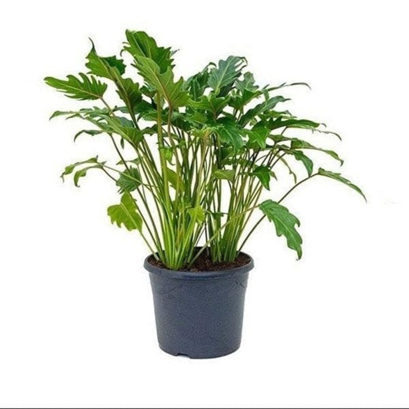 Philodendron lacerum – Plant