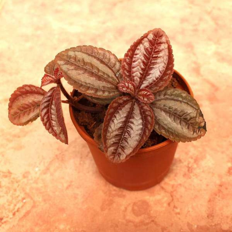 Pilea Involucrata, Friendship Plant – Plant