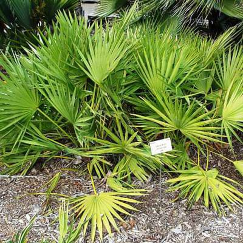 Serenoa repens green – Plant