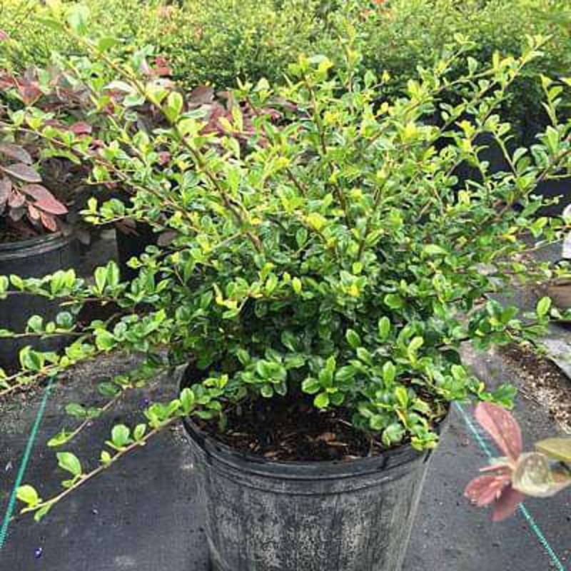 Serissa foetida variegated – Plant