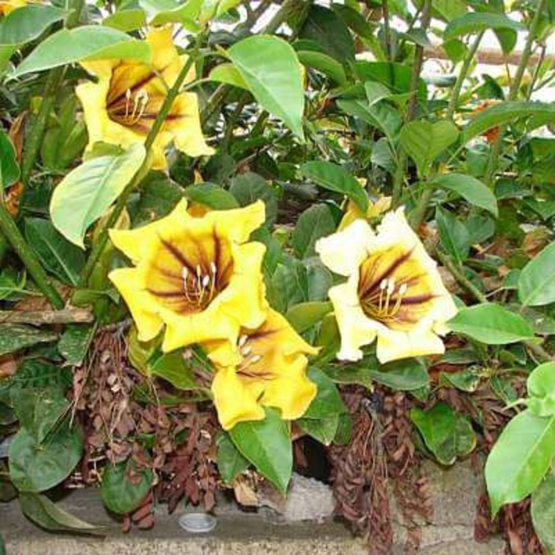 Solandra nitida – Plant