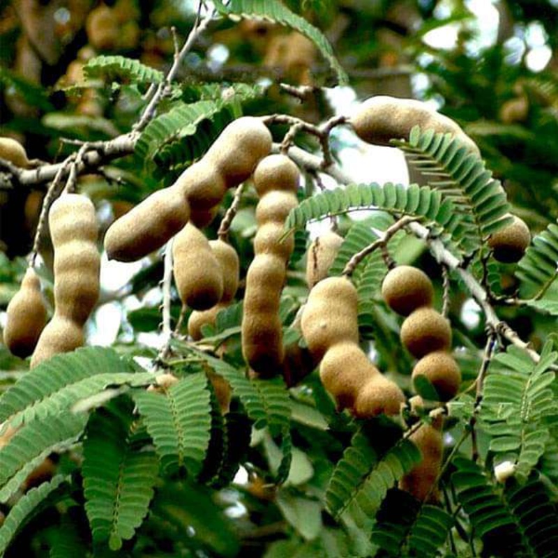 Tamarindus Indica, Imli – 0.5 kg Seeds