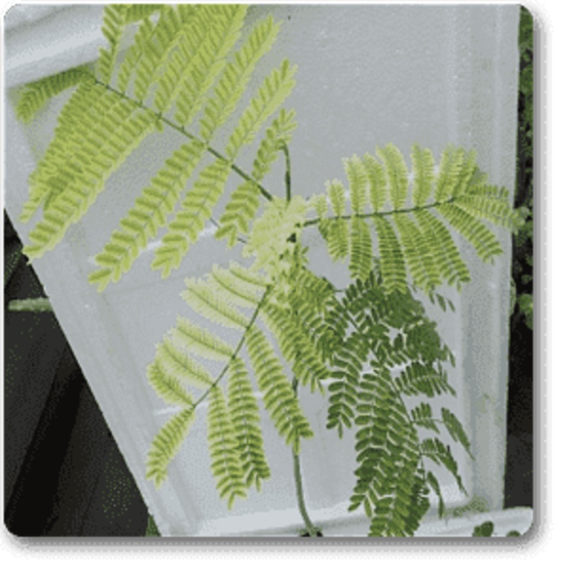 Thorli Gunj – Plant