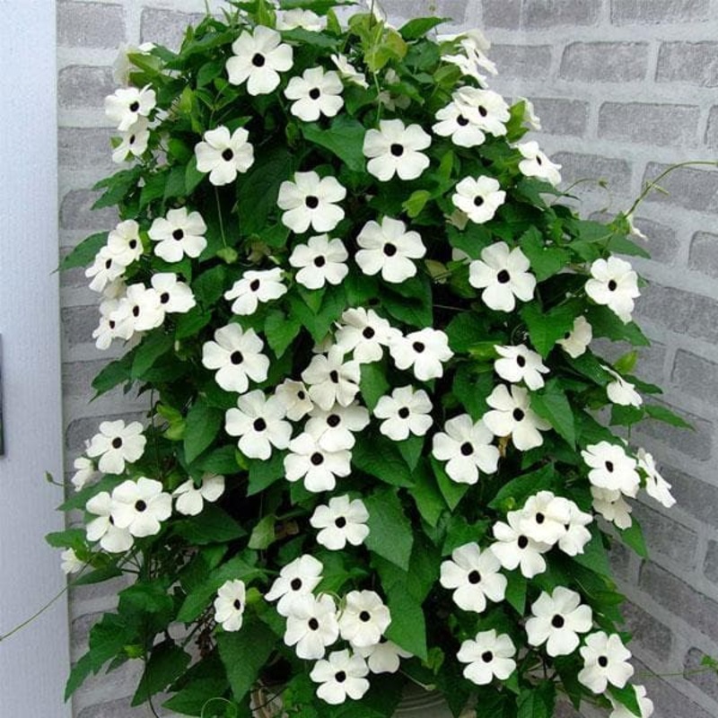 Thunbergia Alata (White) – Plant