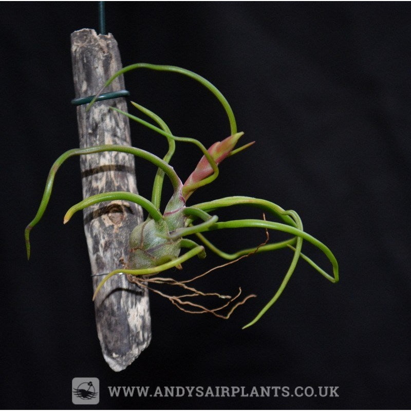 Tillandsia bulbosa on drift wood