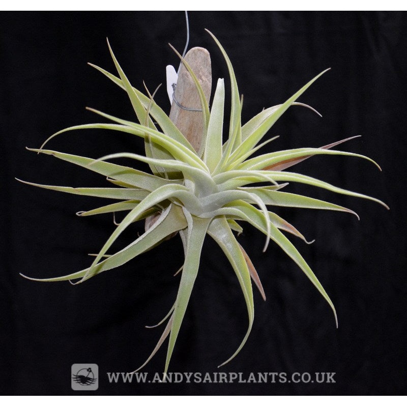 Tillandsia cacticola mounted on drift wood