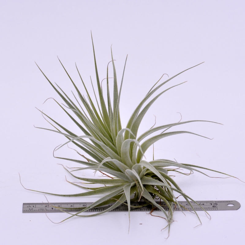 Tillandsia gardneri|medium|large