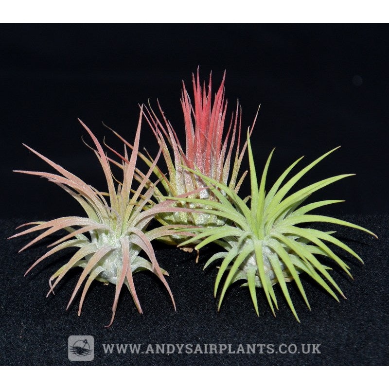 Tillandsia ionantha 3 Pack