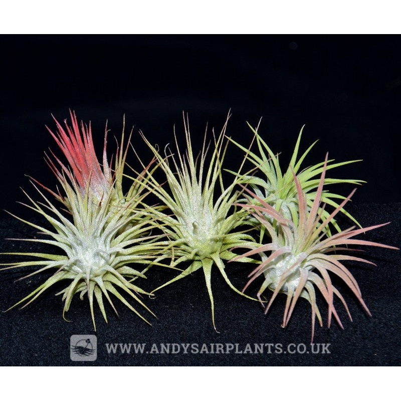 Tillandsia ionantha 5 Pack