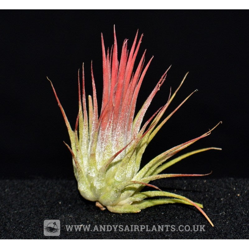 Tillandsia ionantha v. rosea
