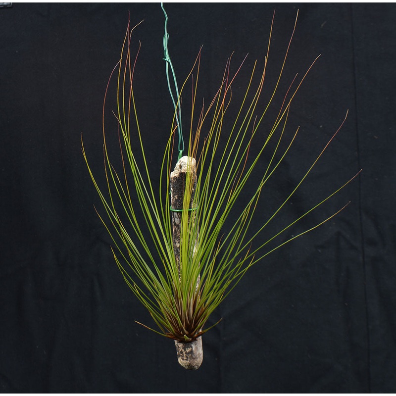 Tillandsia juncifolia mounted on drift wood