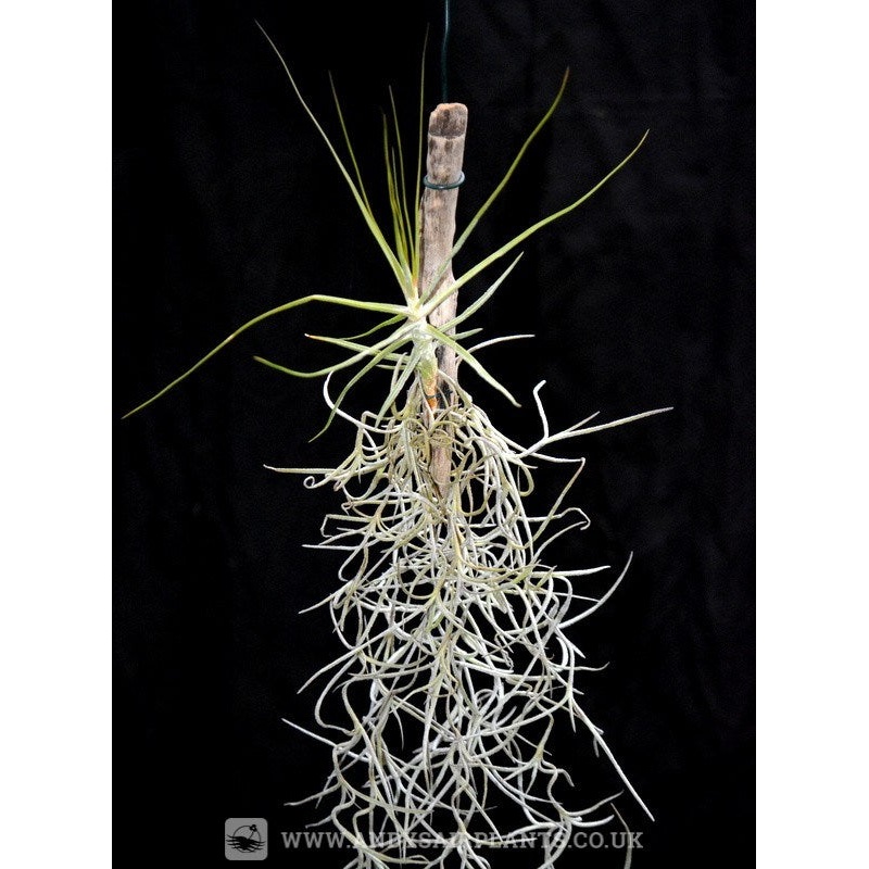 Tillandsia schiedeana on drift wood with Spanish Moss