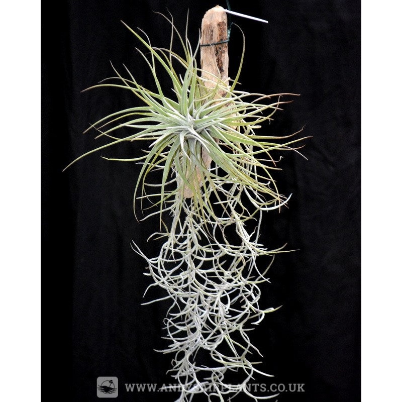 Tillandsia velickiana mounted on drift wood with Spanish Moss