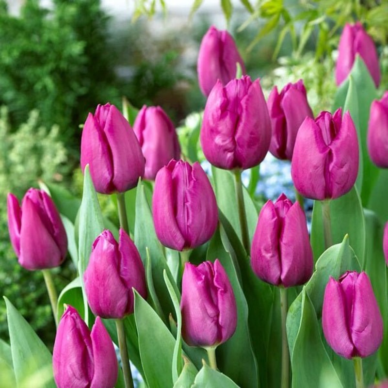 Tulip Purple Raven (Purple) – Bulbs
