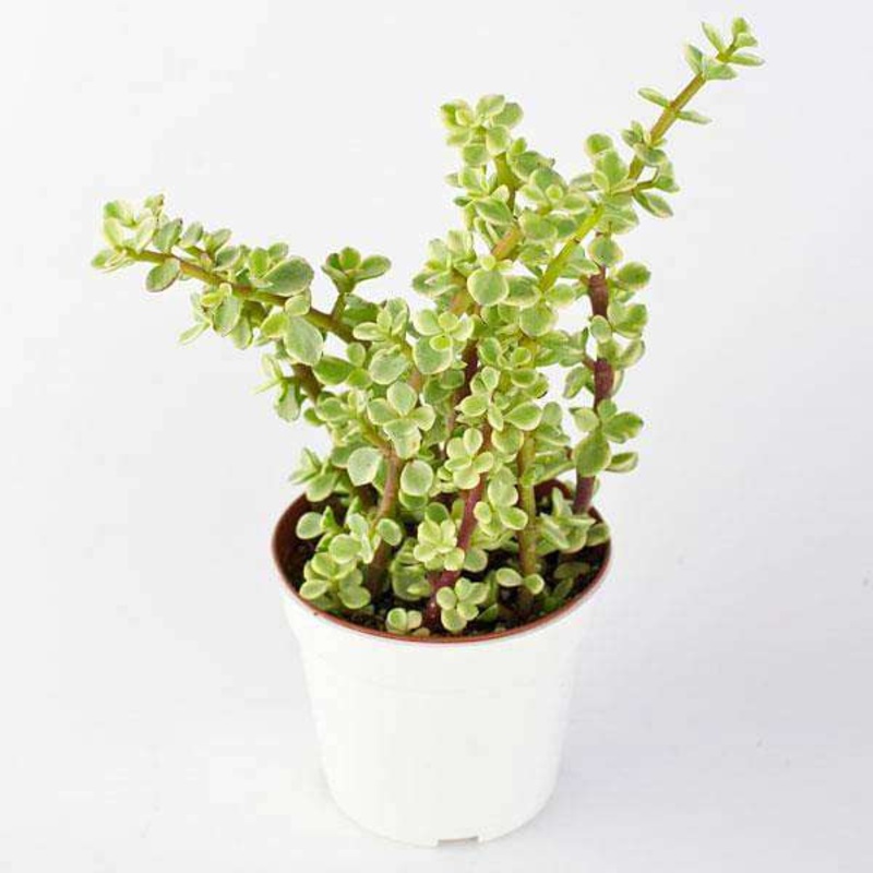 Variegated elephant bush, Jade plant variegated – Succulent Plant
