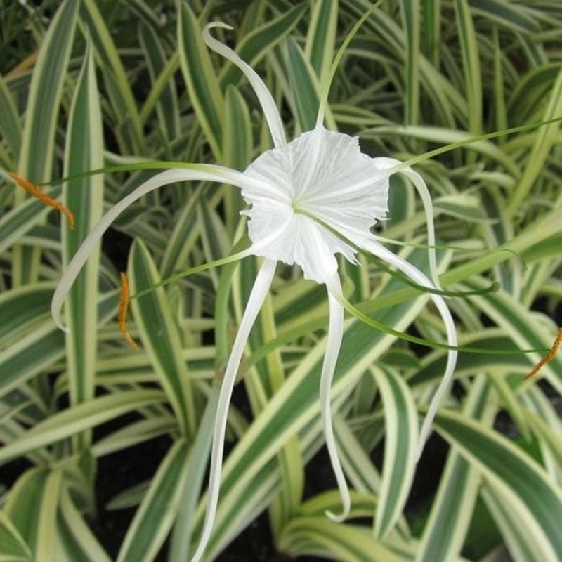 Variegated Spider Lily – Plant
