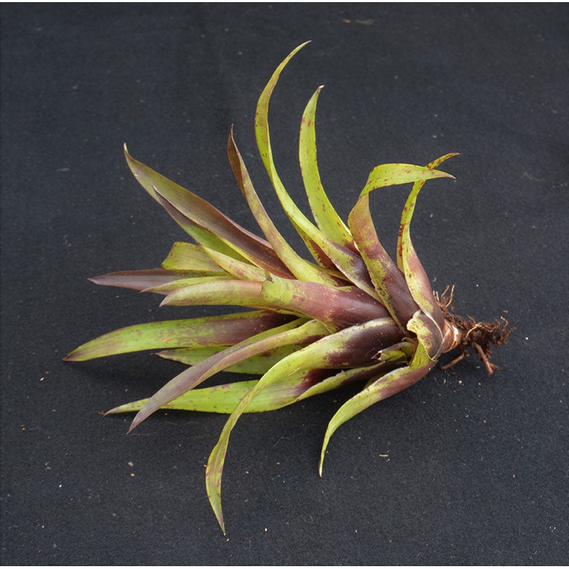 Vriesea lubbersii