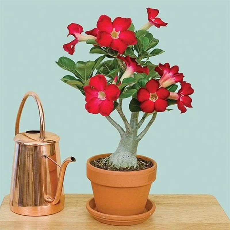 Adenium Plant, Desert Rose (Red) – Plant