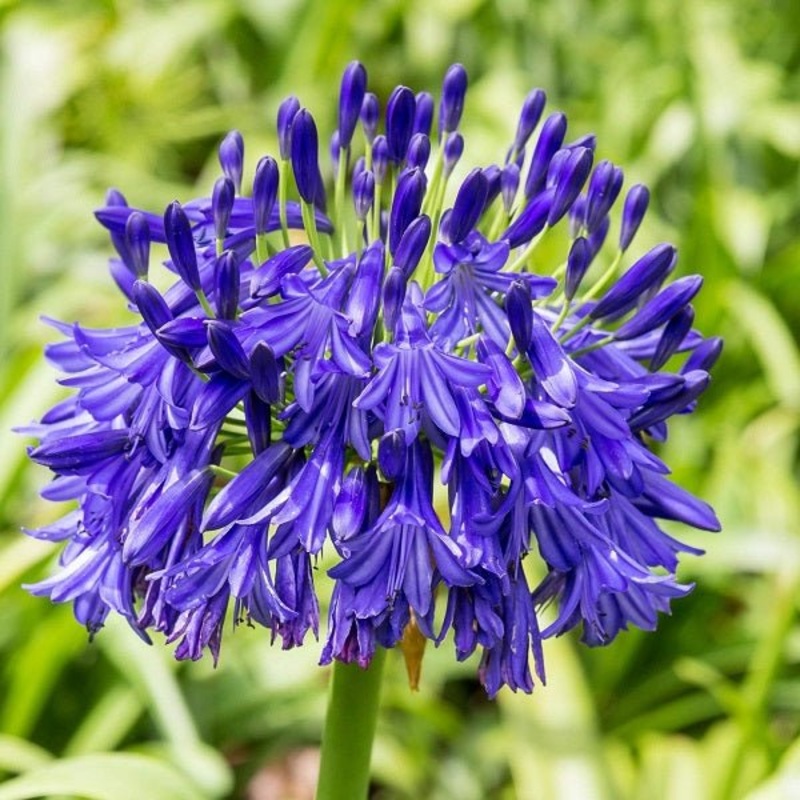 Agapanthus (Blue) – Bulbs (set of 5)