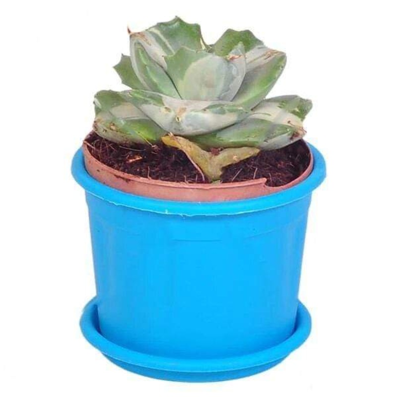 Agave potatorum cv Ouhi-Raijin, Agave tropicana – Succulent Plant