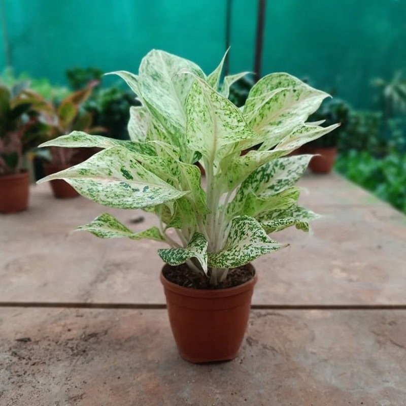 Aglaonema White Lipstick – Plant
