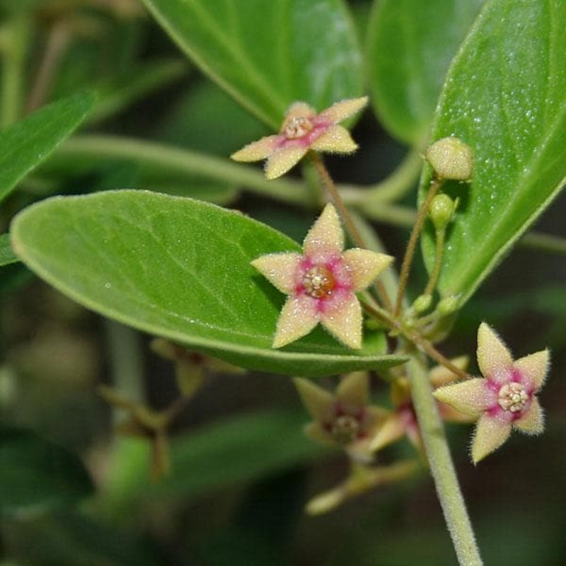 Anantmool, Dambel, Tylophora Indica – Plant