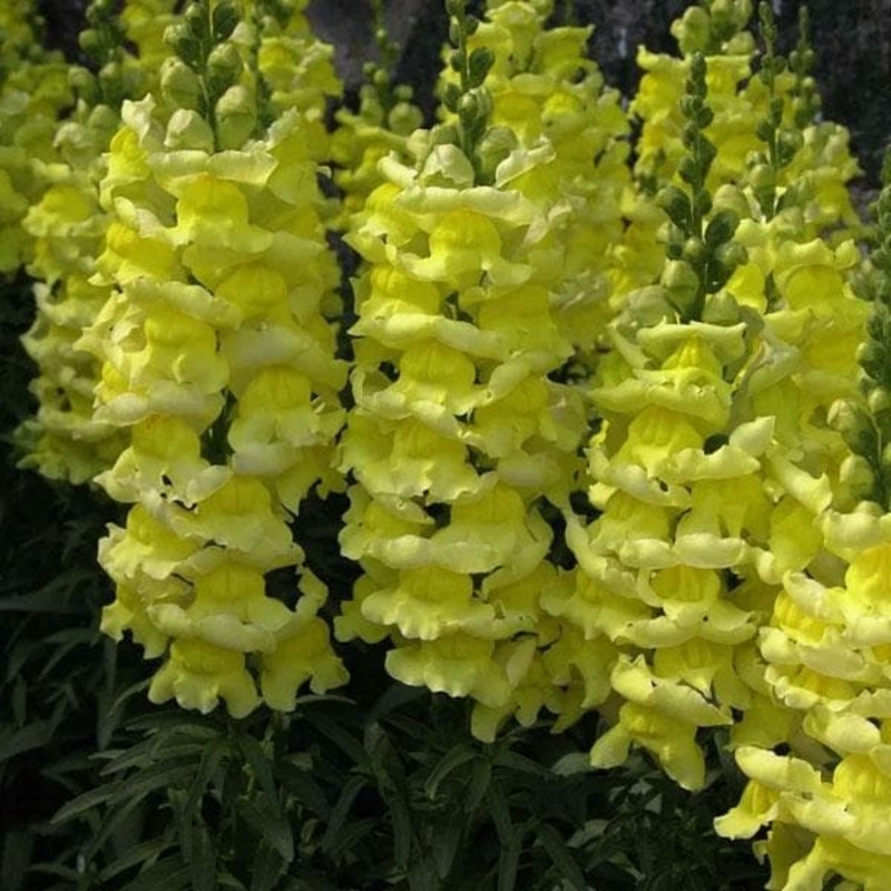 Antirrhinum, Snapdragon (Yellow) – Plant