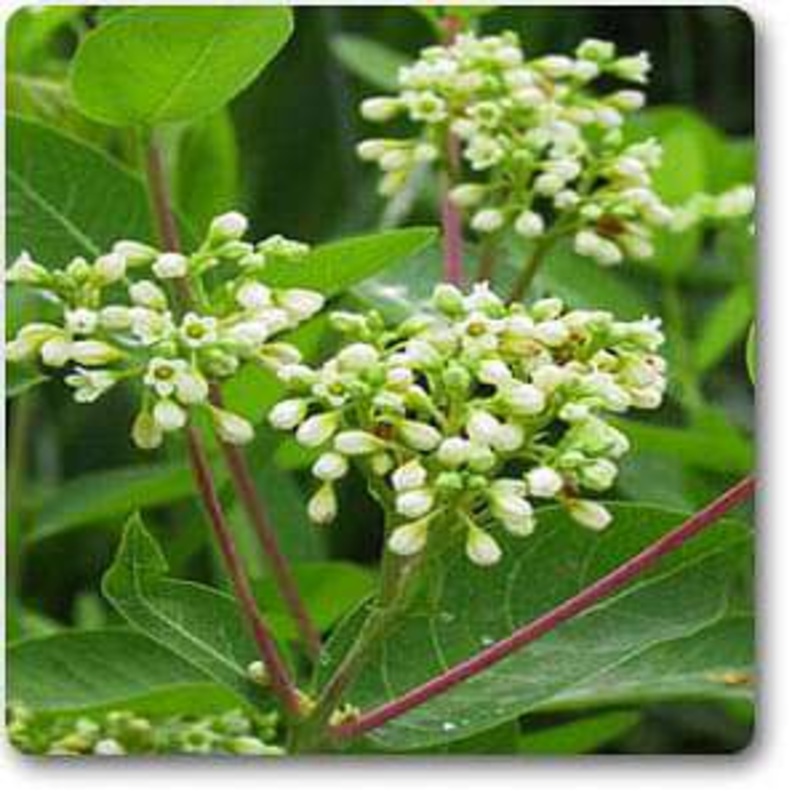 Apocynum cannabinum – Plant
