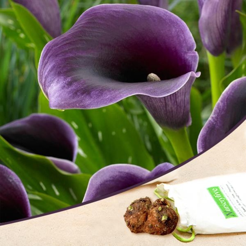 Calla Lily (Lavender) – Bulbs (set of 5)