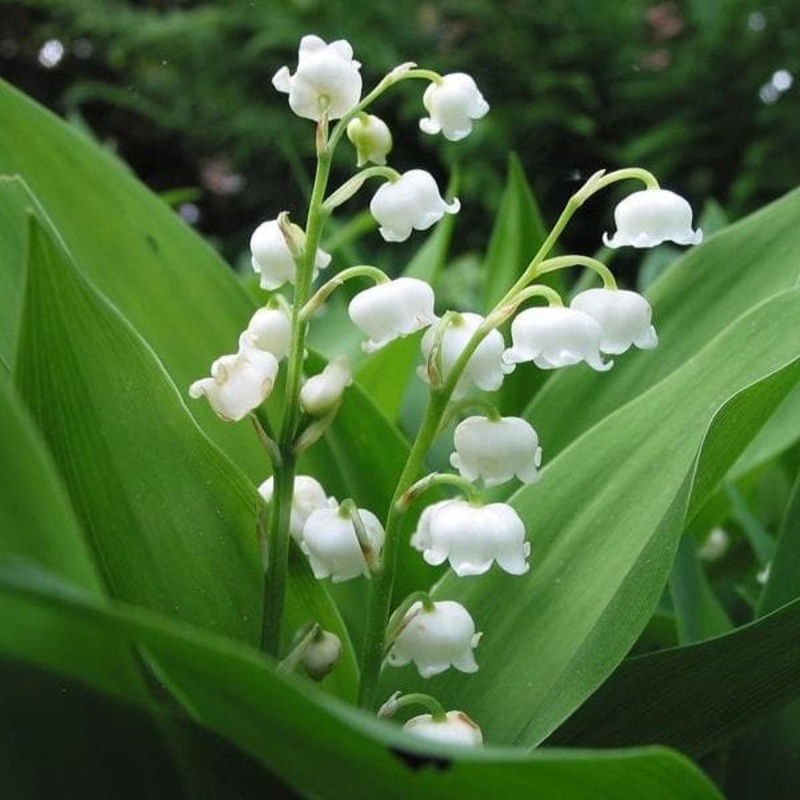 Convallaria, Lily of the valley (Mix Color) – Bulbs (set of 5)