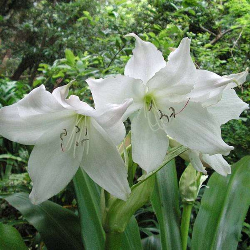 Crinum Moorei Album (White) – Bulbs (set of 5)