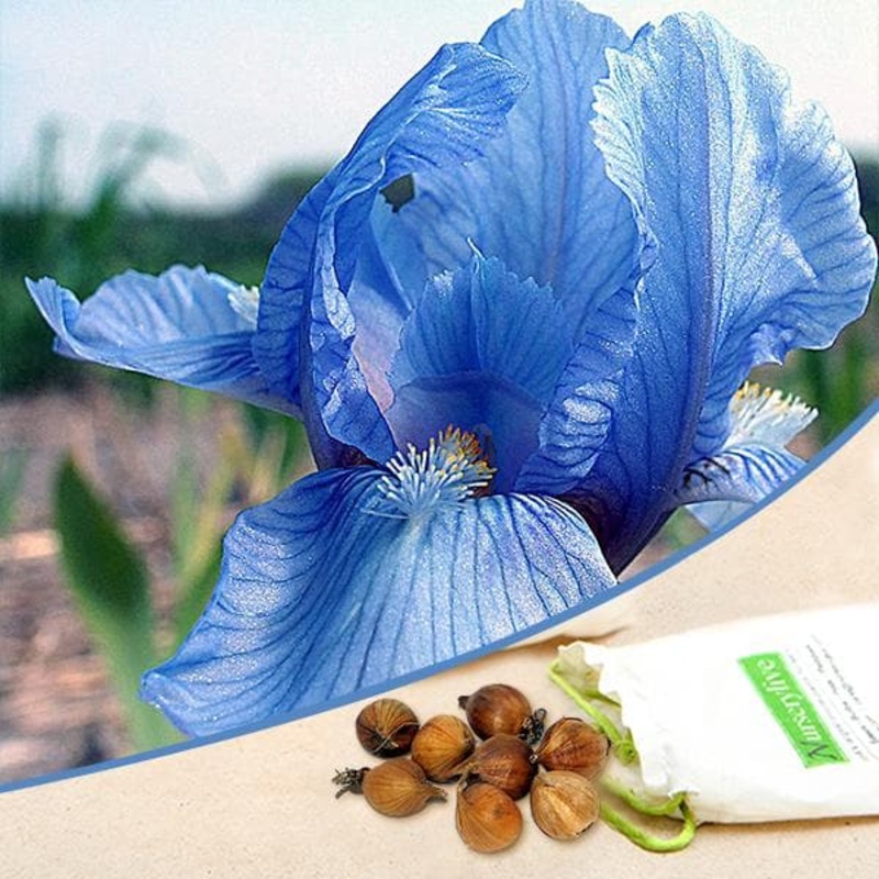 Iris (Blue) – Bulbs (set of 5)