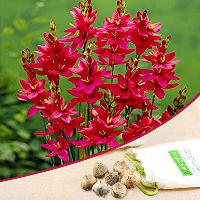 Ixia Venus (Red) – Bulbs (set of 5)