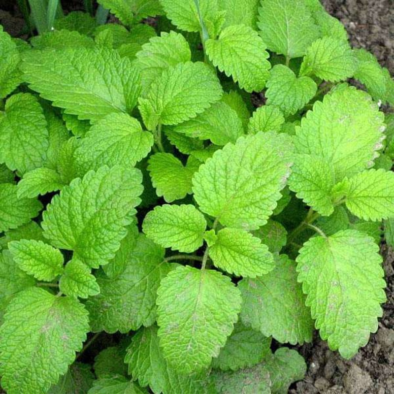 Lemon Balm – Herb Seeds