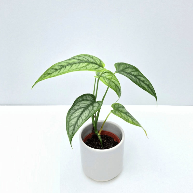 Monstera siltepecana – Plant