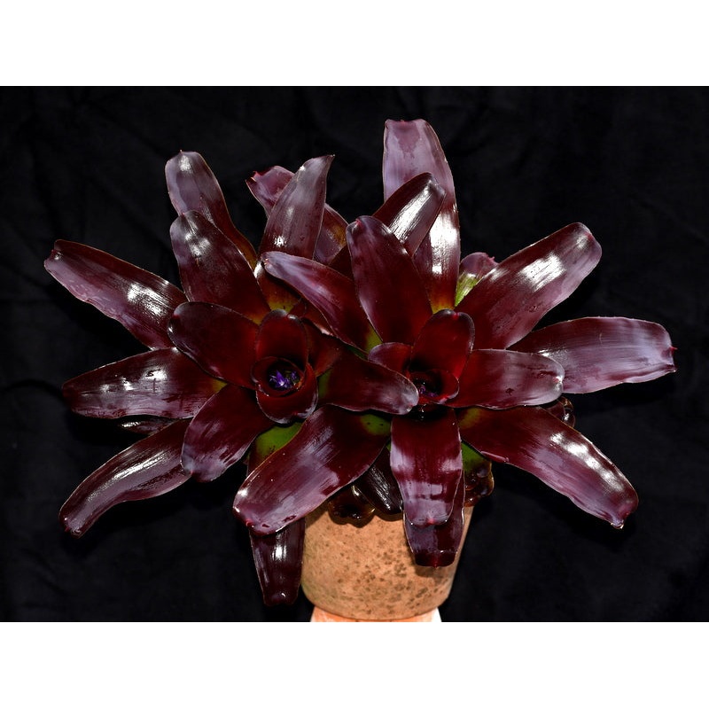 Neoregelia ‘Andy Anne’