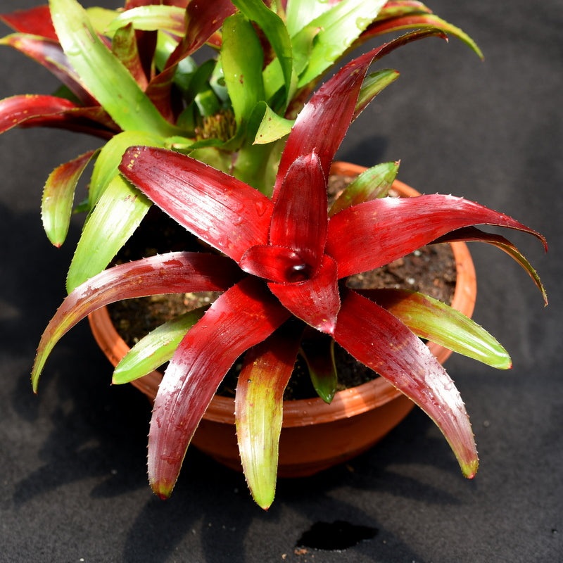 Neoregelia ‘Brian Weber’ x ‘Riens Pride’