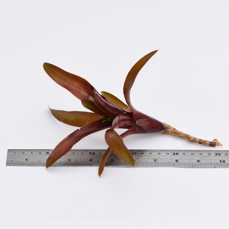 Neoregelia ‘Chinese Lacquer’