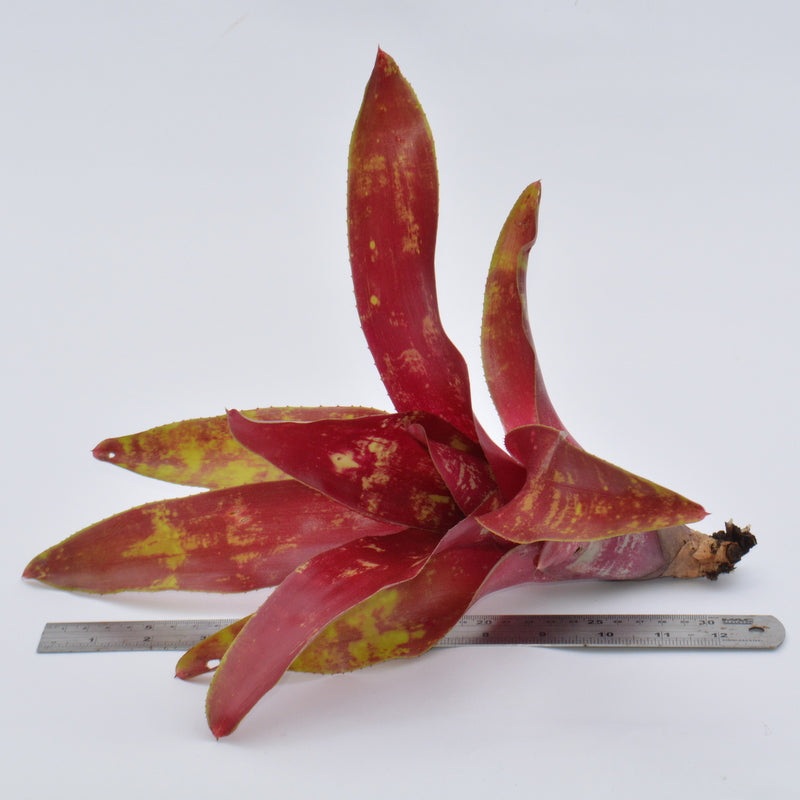 Neoregelia ‘Fruit Salad’