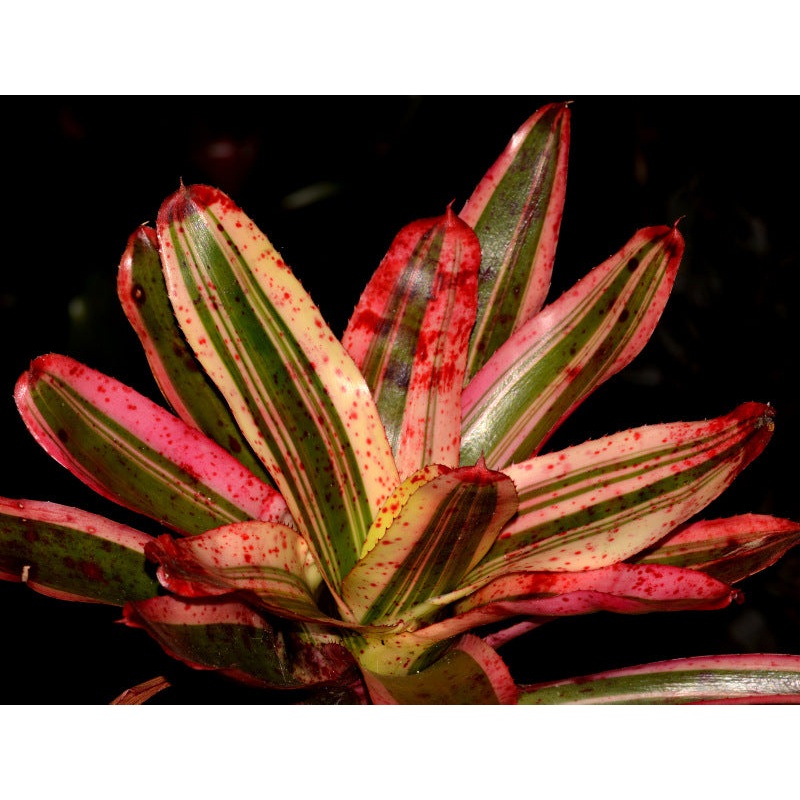 Neoregelia ‘Iphiegenie’