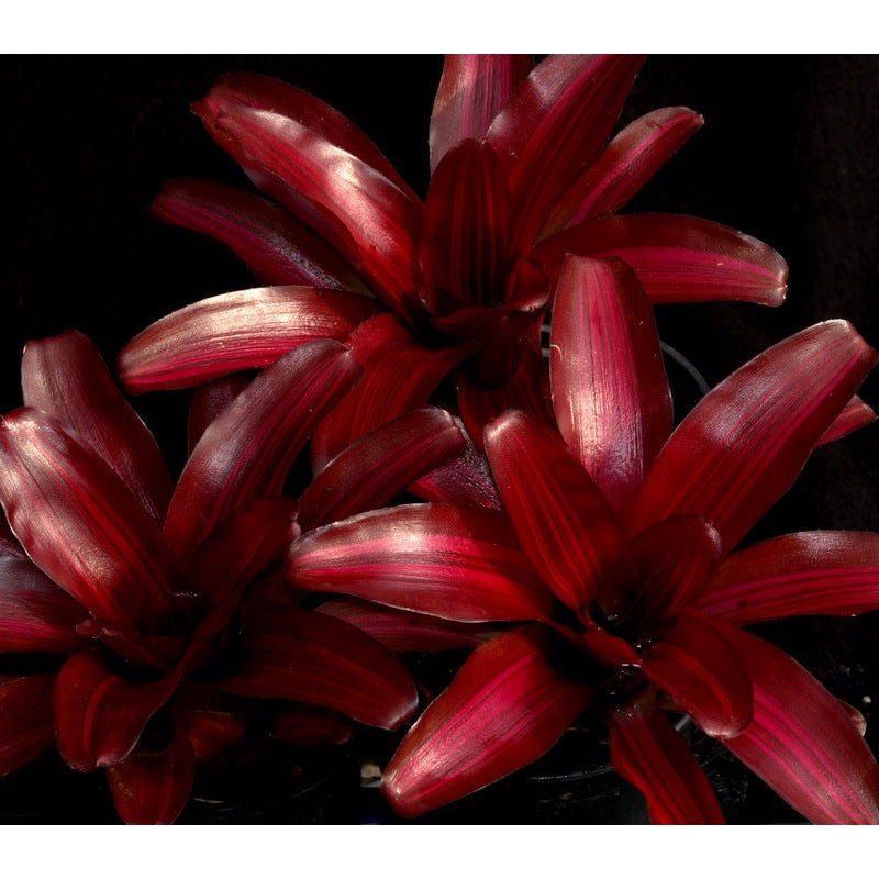 Neoregelia ‘Iris’