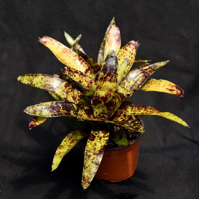 Neoregelia ‘Java Plum’