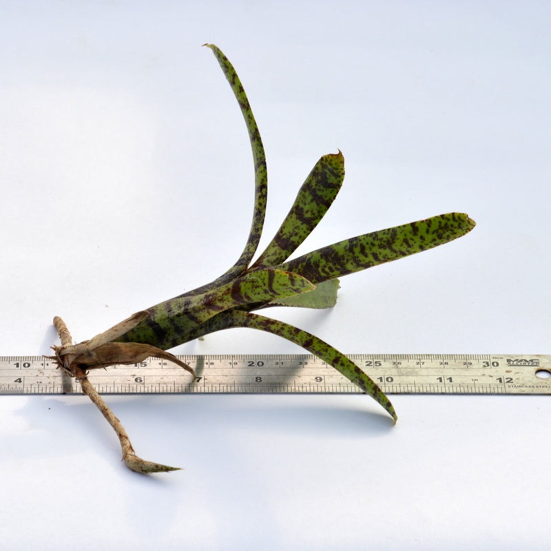 Neoregelia lilliputiana|1 plant|3 plants