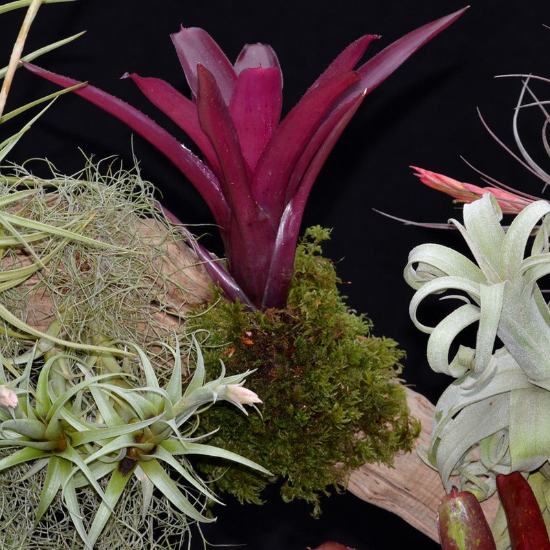 Neoregelia ‘Midas’