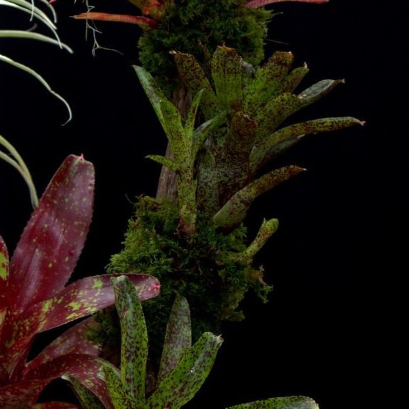 Neoregelia ‘Mo Pepper Please’